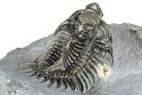 Spiny Comura Trilobite - Ofaten, Morocco #362813-5